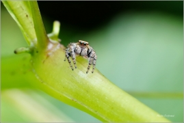 <p>SKÁKAVKA OBECNÁ (Evarcha falcata) --- /species of jumping spiders – Spinnenart aus der Familie der Springspinnen/</p>